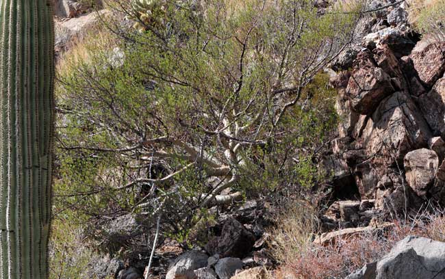 Elephant Tree is a native small tree, rare in the United States where it found only in Arizona and California. Elephant Trees are found on arid rocky slopes and limestone soils. Photo taken in the Harquahala Mountains, southwestern Arizona. Bursera microphylla